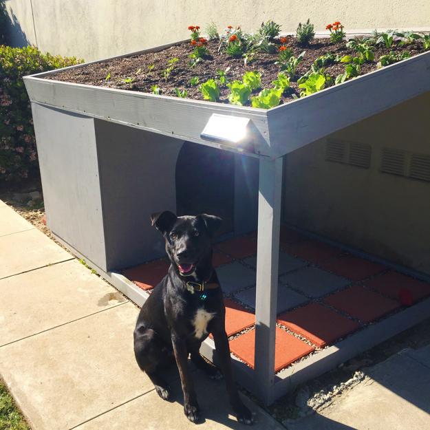 handmade dog house designs shades