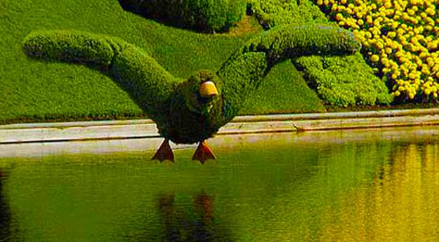 flying bird