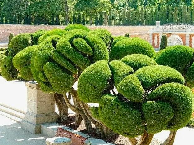 abstract topiary sculptures