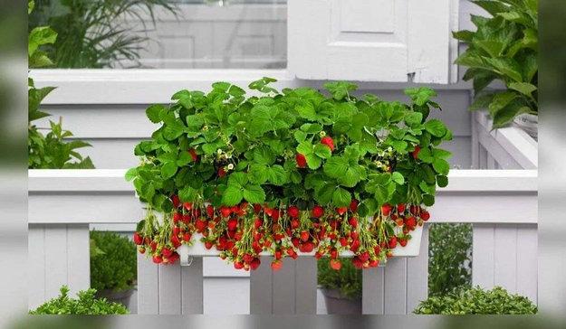 strawberry planter