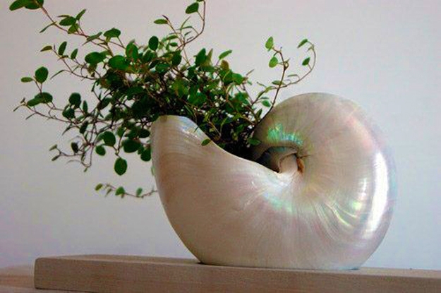 seashell planter