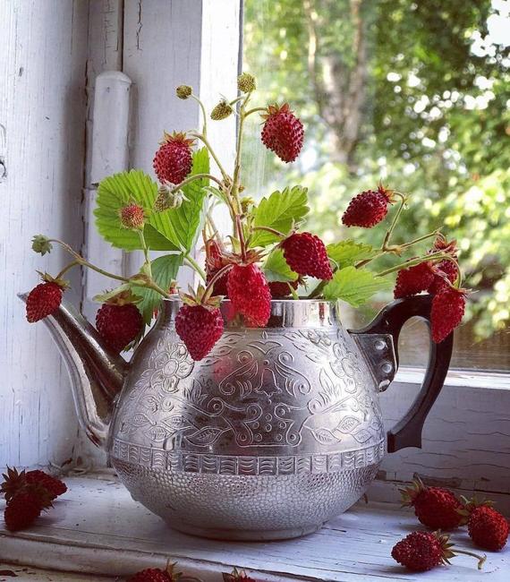 strawberry plants tea pot