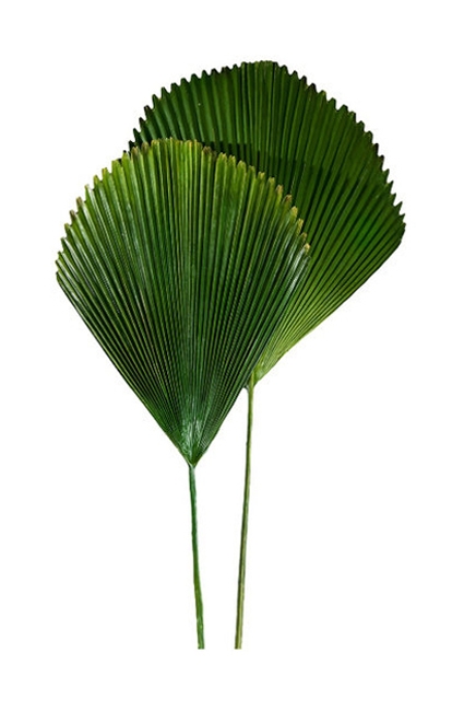 green palm leaf home decorations