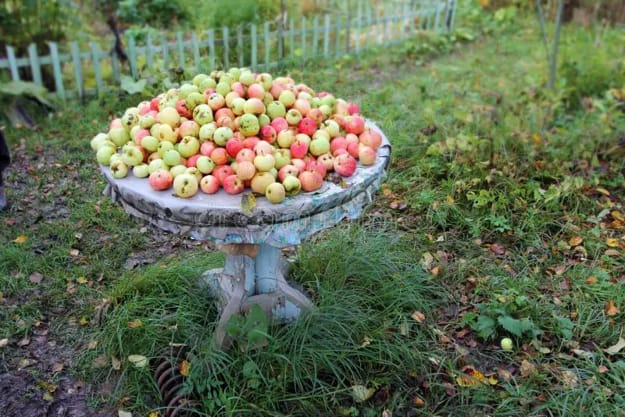 apple sculptures installations