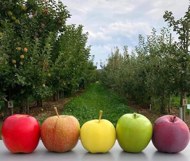 fresh apples various colors
