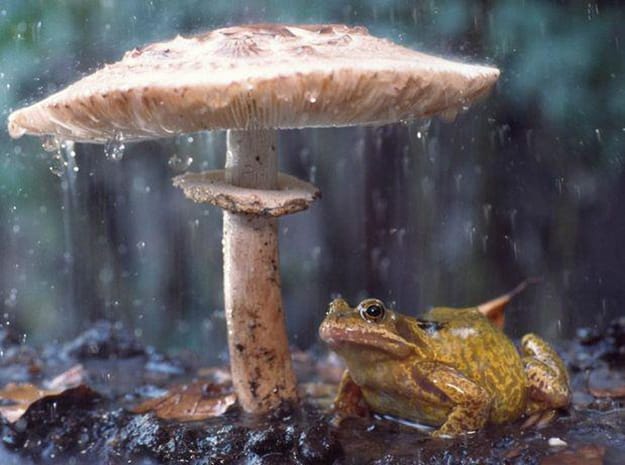 frog under mushroom picture