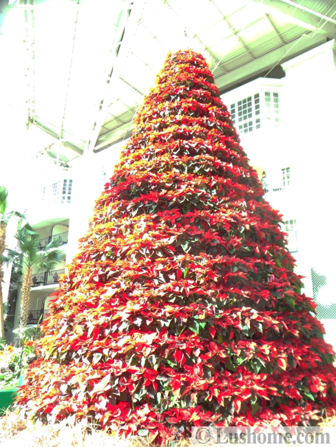 winter holiday decor glass roof indoor gardens outdoor lights