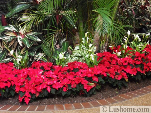 winter holiday decor glass roof indoor gardens outdoor lights