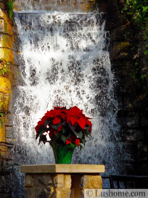 indoor waterfall poinsettia plant