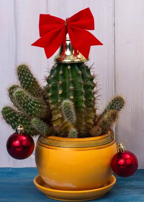 cacti christmas decorations