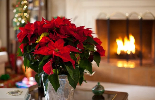 poincettia table centerpiece
