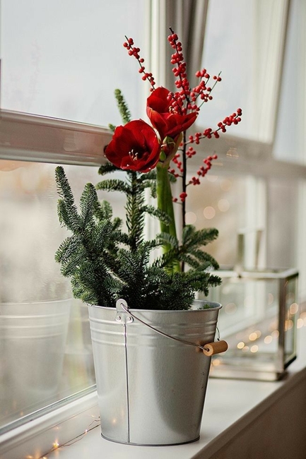 amaryllis evergreen branches window decorating