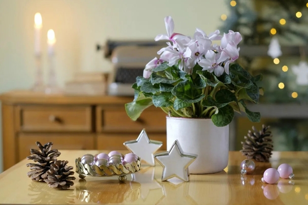cyclamen star decorations