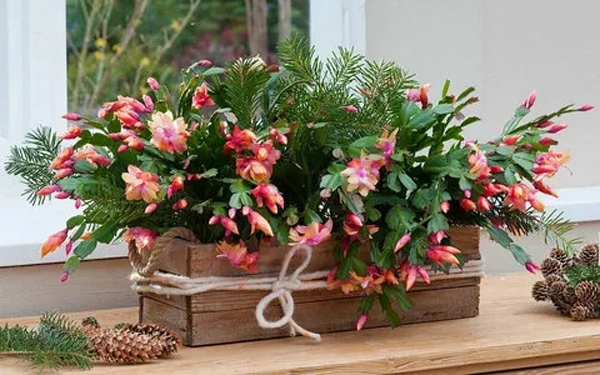 christmas cactus pink flowers