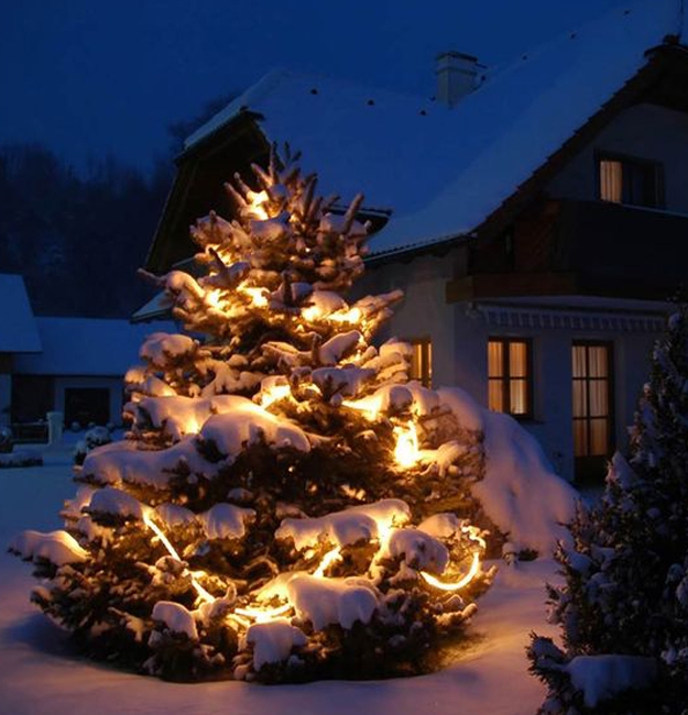 christmas lights outdoor tree decorating