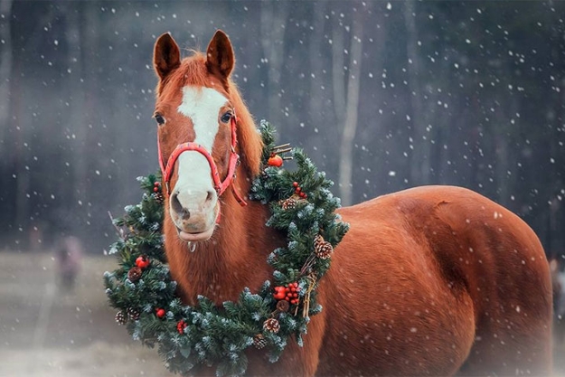 animal pictures christmas wreath