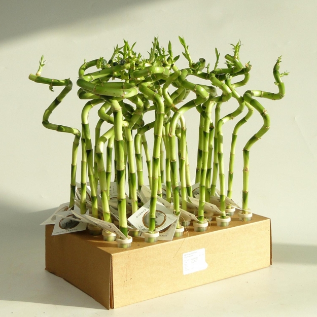 houseplants modern interior design