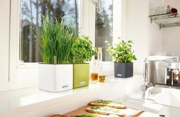 houseplants modern interior design