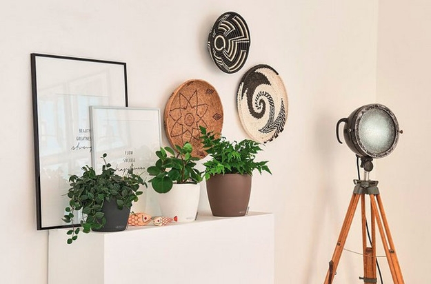 houseplants modern interior design