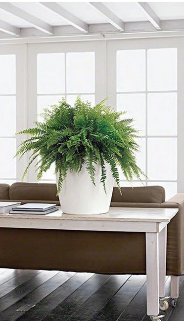 houseplants modern interior design
