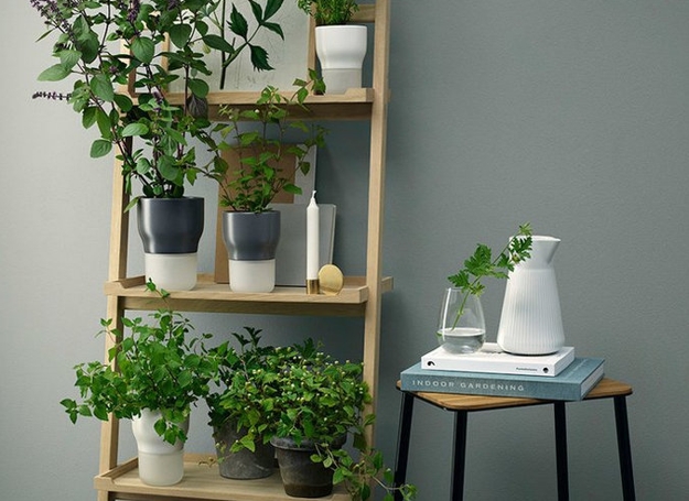 houseplants modern interior design