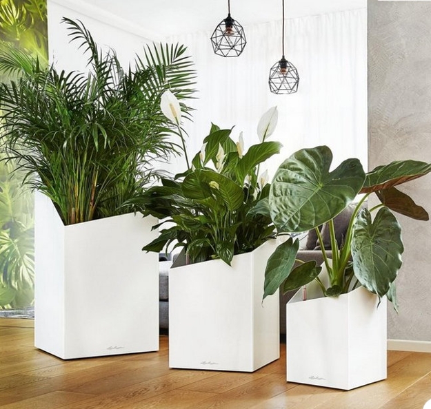houseplants modern interior design