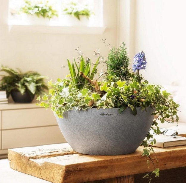 houseplants modern interior design