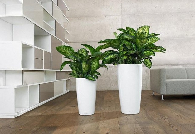 houseplants modern interior design