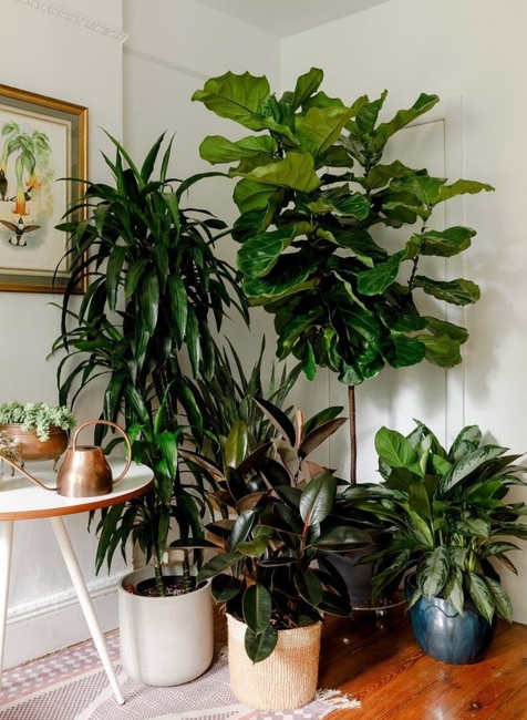 houseplants modern interior design