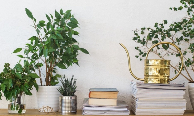 houseplants modern interior design