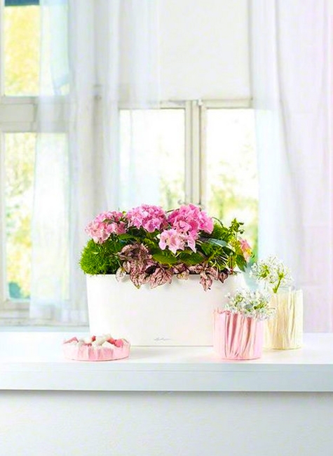 houseplants modern interior design