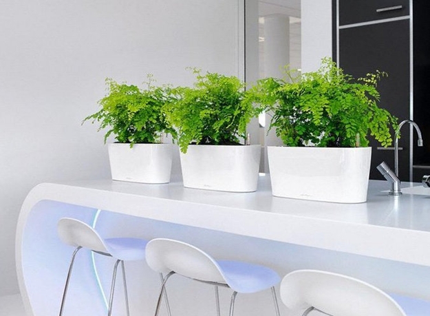 houseplants modern interior design