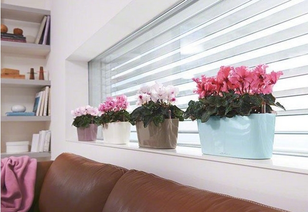 houseplants modern interior design