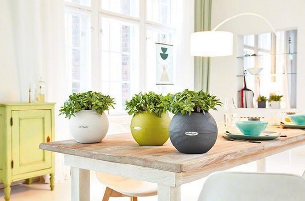 houseplants modern interior design