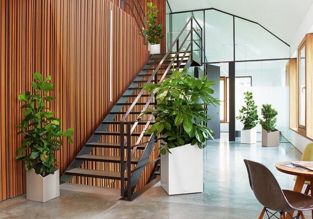 houseplants modern interior design