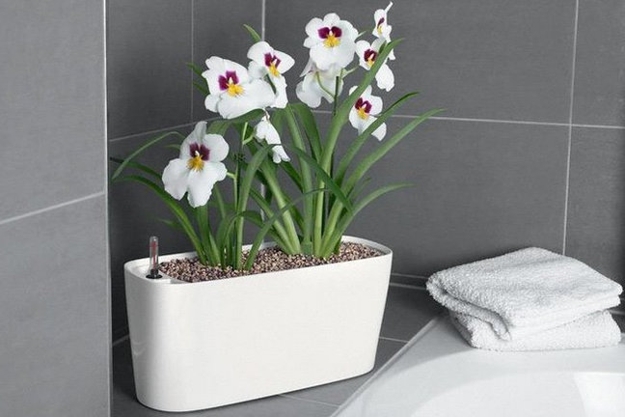 bathroom decorating flowering plants