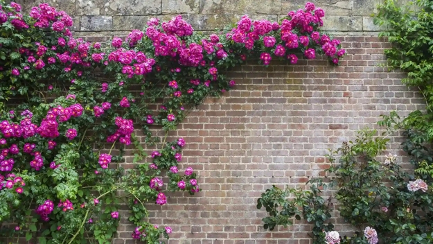 vertical gardens contemporary design