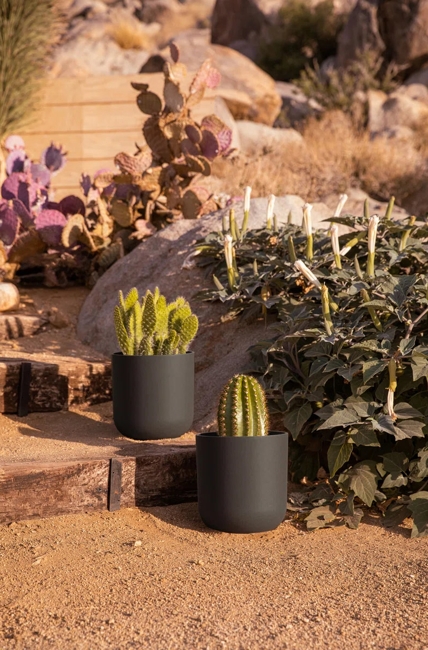 desert yard landscaping