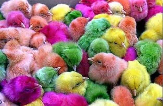 colorful chicks