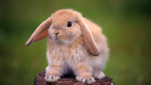 animal pictures rabbit